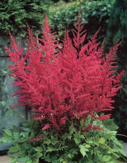 Bulbi de Astilbe "Granat", Roz Inchis, 1 Bucata la ghiveci