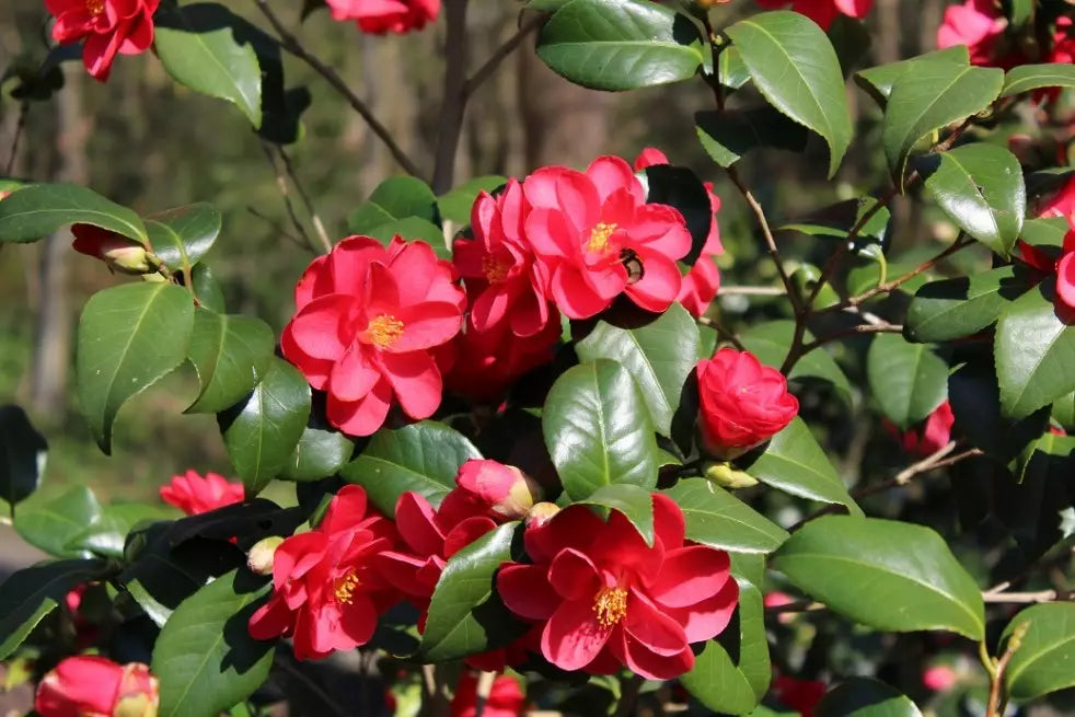 Camellia ''Mary Williams''