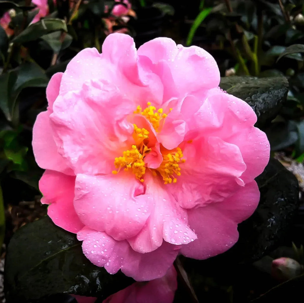 Camellia ''Pink Icicle''