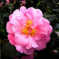 Camellia ''Pink Icicle''