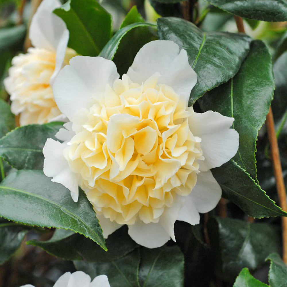 Camellia ''Jury's Yellow''