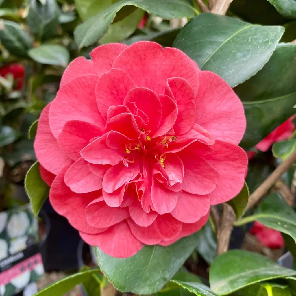 Camellia ''Mary Williams''