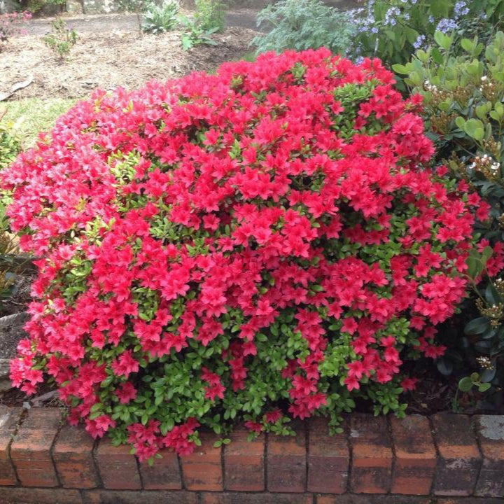 Azalea indica Christmas Cheer, la ghiveci