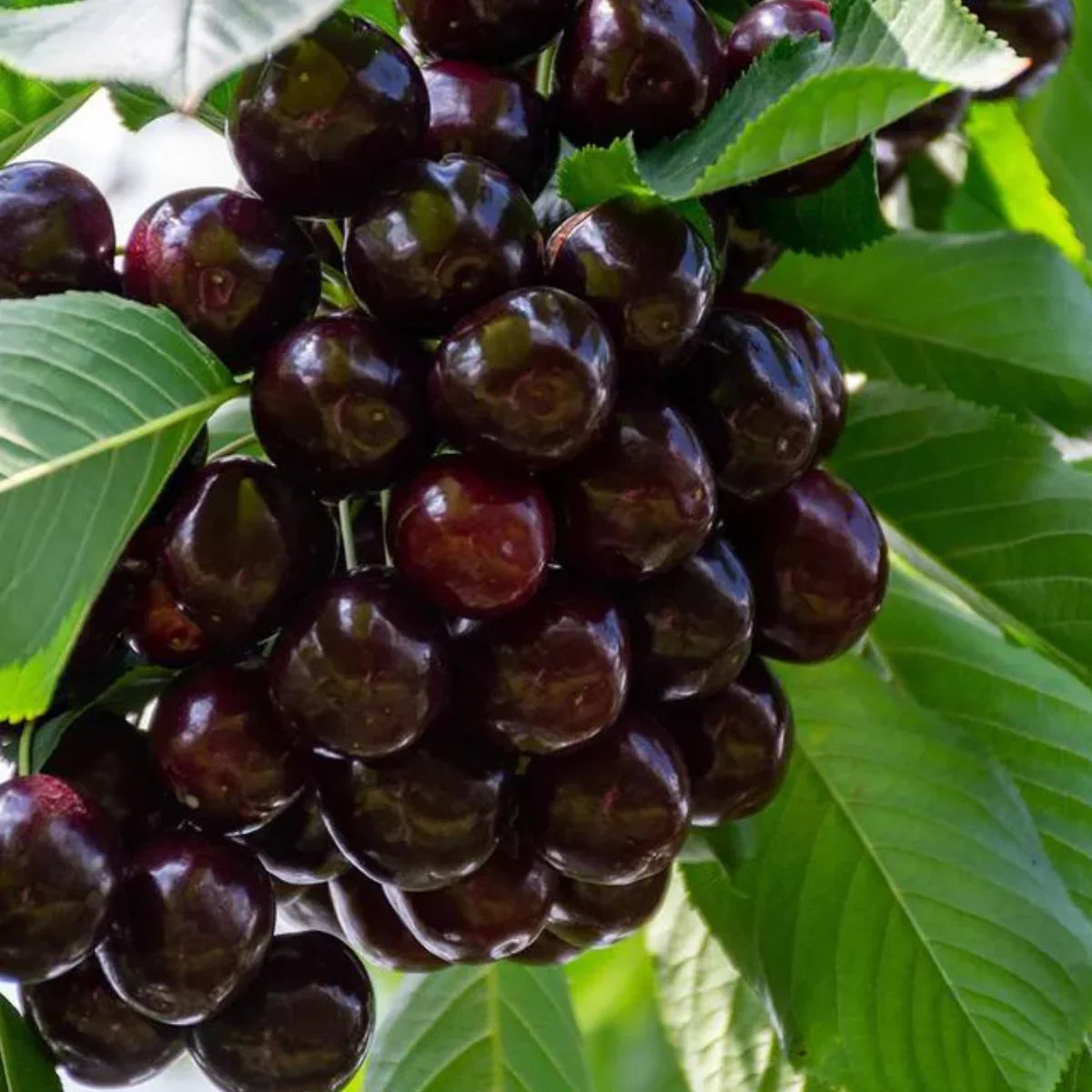 Pomi Fructiferi - Cireș Regina - Anul 3 - Pepiniera Romaniei