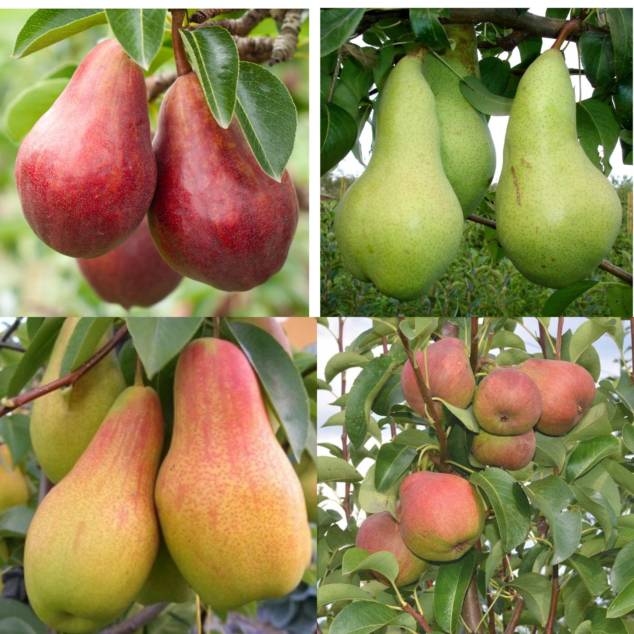 Pachet Mixt 1 Păr 10 Bucăți