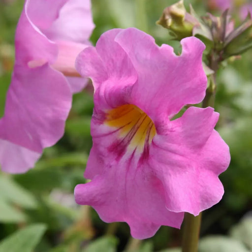 Gloxinia de Gradina "Incarvillea Delavayi 2 jarig", la ghiveci