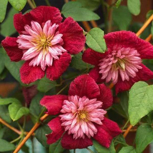 Clematis "Delicate Embroider" la ghiveci, 1 bucata, 120 cm