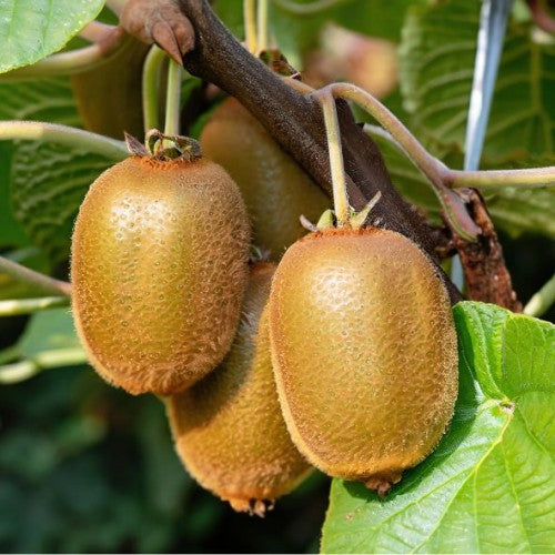 Kiwi ''Actinidia Deliciosa Solissimo'', la ghiveci