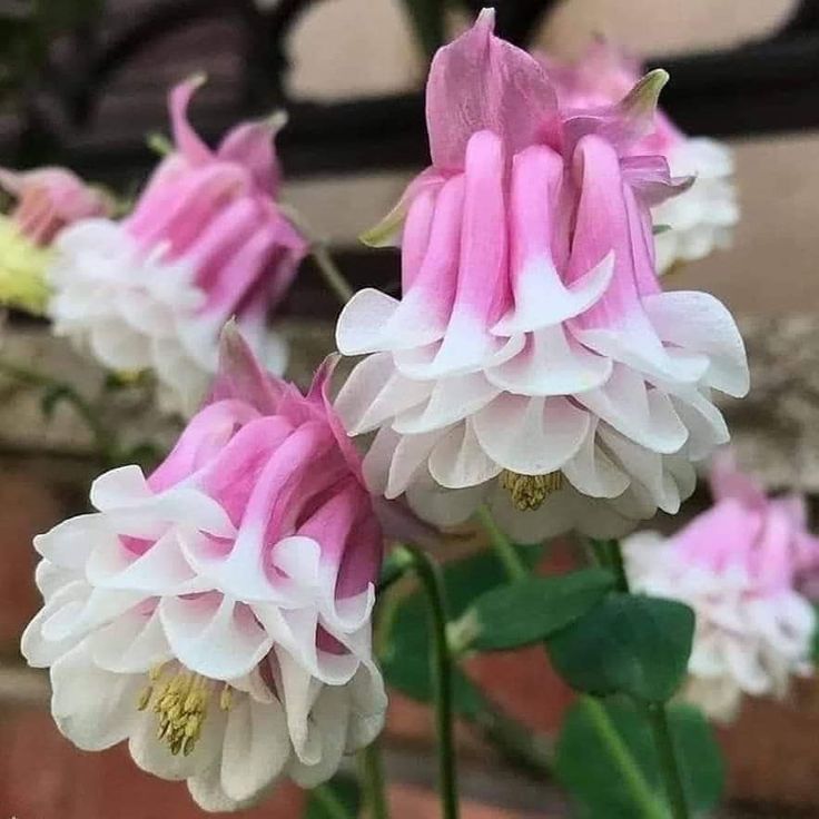 Bulbi de Căldărușe Aquilegia Double Pink , 1 bucată