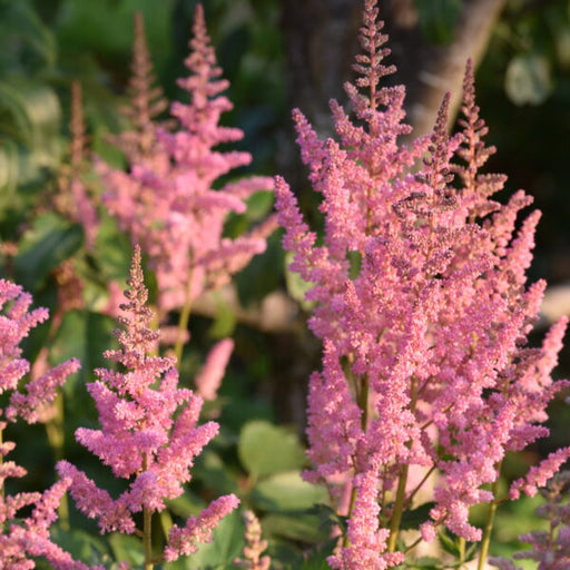 Bulbi de Astilbe "Pumila", Roz Deschis, 1 Bucata la ghiveci