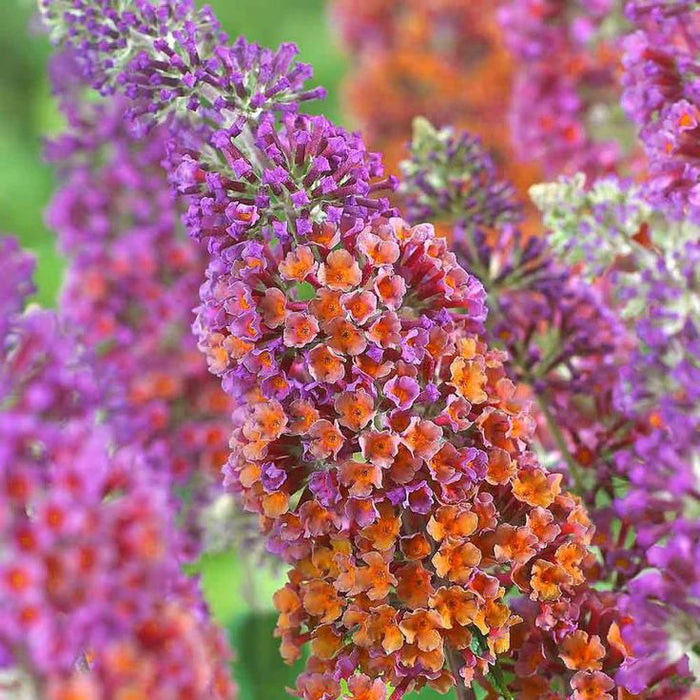 Buddleja Liliac de Vara "Sunset", la ghiveci