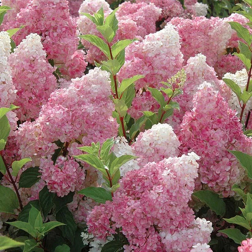 Hortensia Arbustiva Paniculata "Pink Lady" ,la ghiveci P9