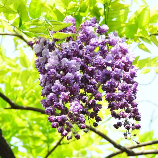 Glicina "Wisteria Black Dragon" 80-100 cm