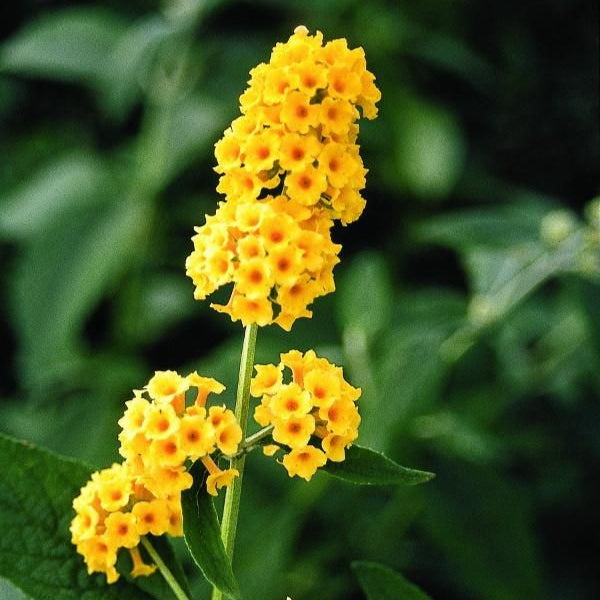 Buddleja Liliac de Vara "Gold", la ghiveci