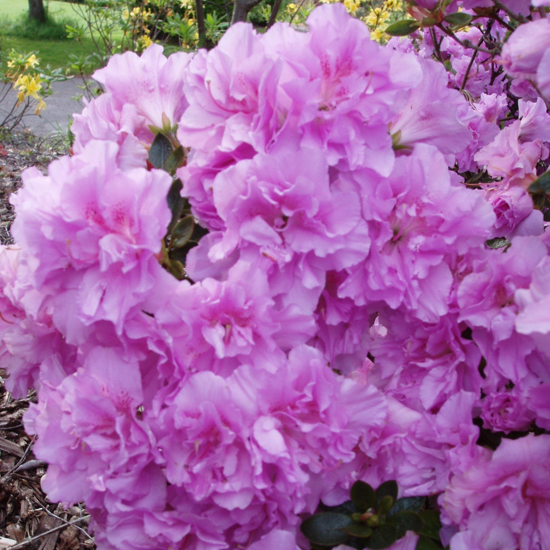 Azalea indica Elsie Lee, la ghiveci