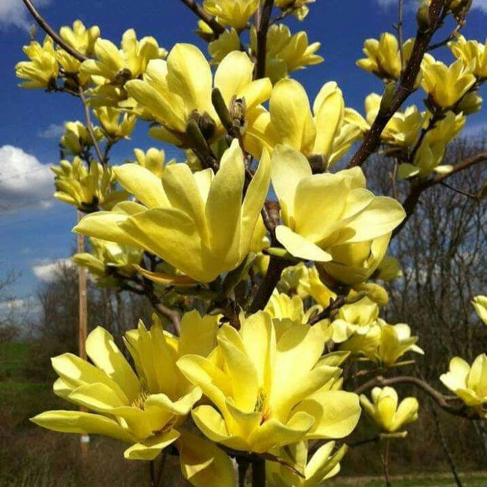 Magnolia "Yellow Bird", la ghiveci de 2L