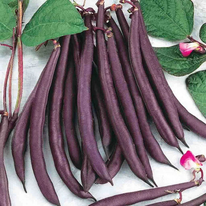 Seminte de Fasole Urcatoare Violetto , 70 gr