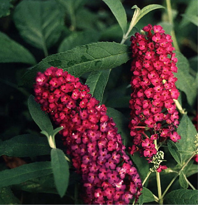 Buddleja Liliac de Vara "Fire", la ghiveci