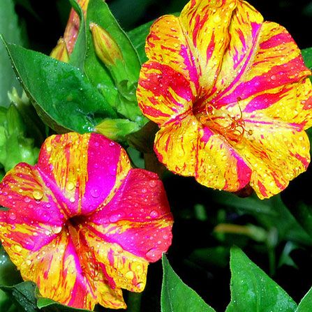 Mirabilis Roz Satirat la ghiveci