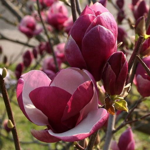 Magnolia "Genie", la ghiveci de 2L