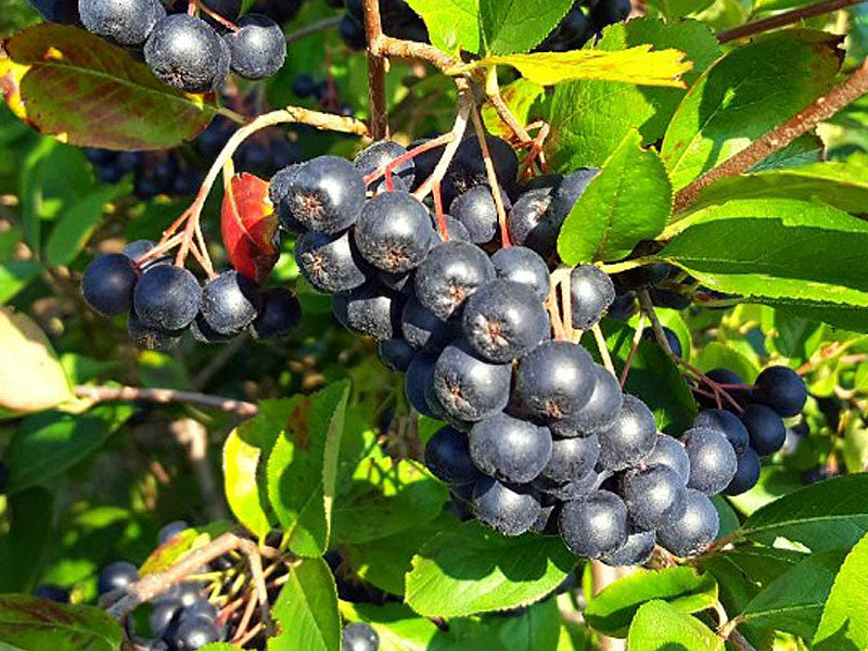 Aronia, la ghiveci
