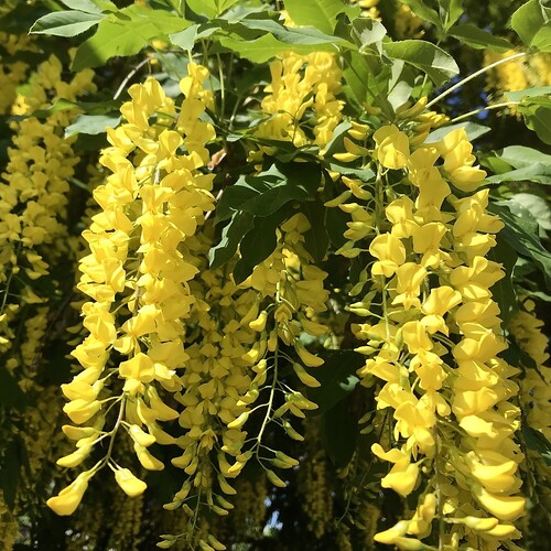 Glicina Wisteria ''Golden King'', 80-100 cm