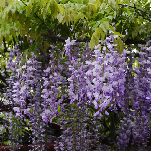 Glicina Wisteria ''Lawrence'', 80-100 cm