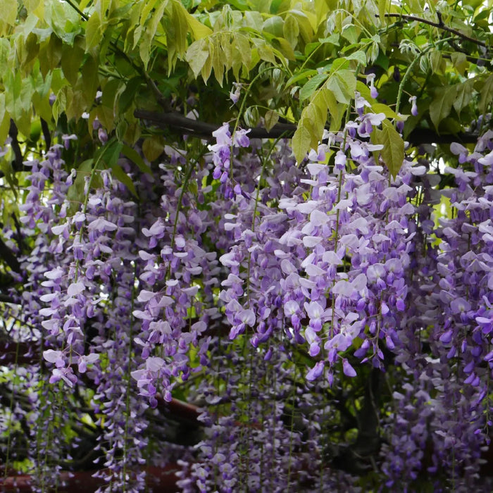 Glicina Wisteria ''Lawrence'', 80-100 cm