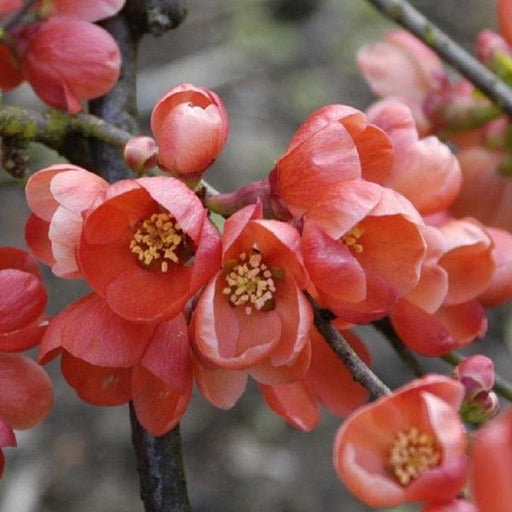 Gutui Japonez ''Orange Trail'', la ghiveci P9