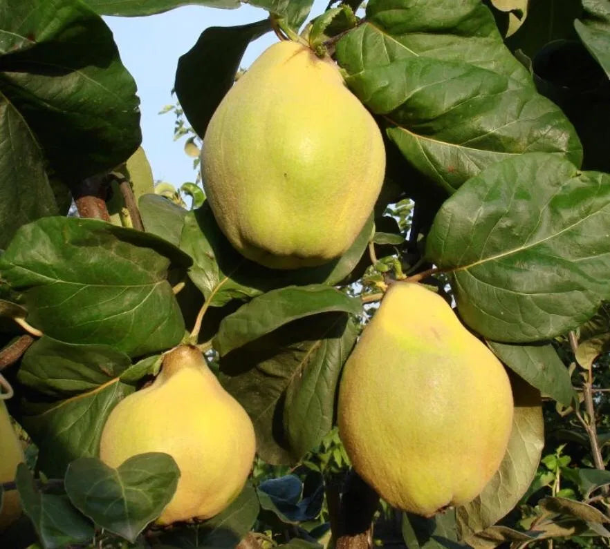 Pachet Mixt 2 Gutui, 2 Rodii, Moșmon, 5 Bucăți