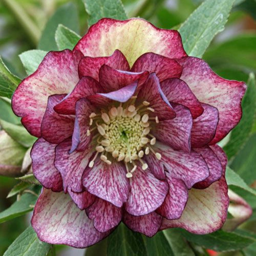 Helleborus ''Purple Veined White'' la ghiveci