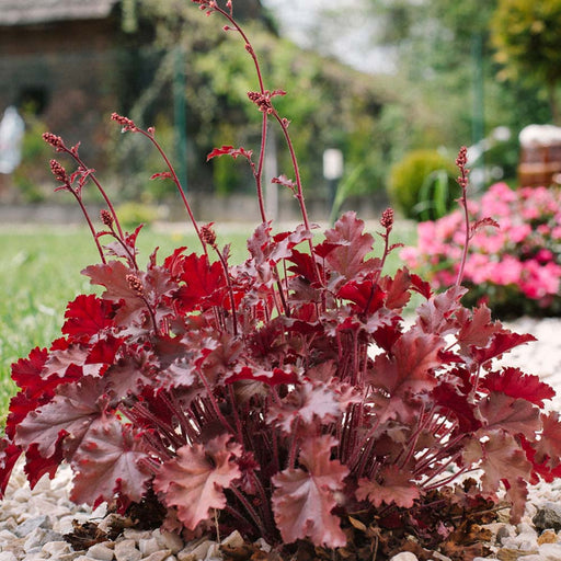 Heuchera "Melting Fire"