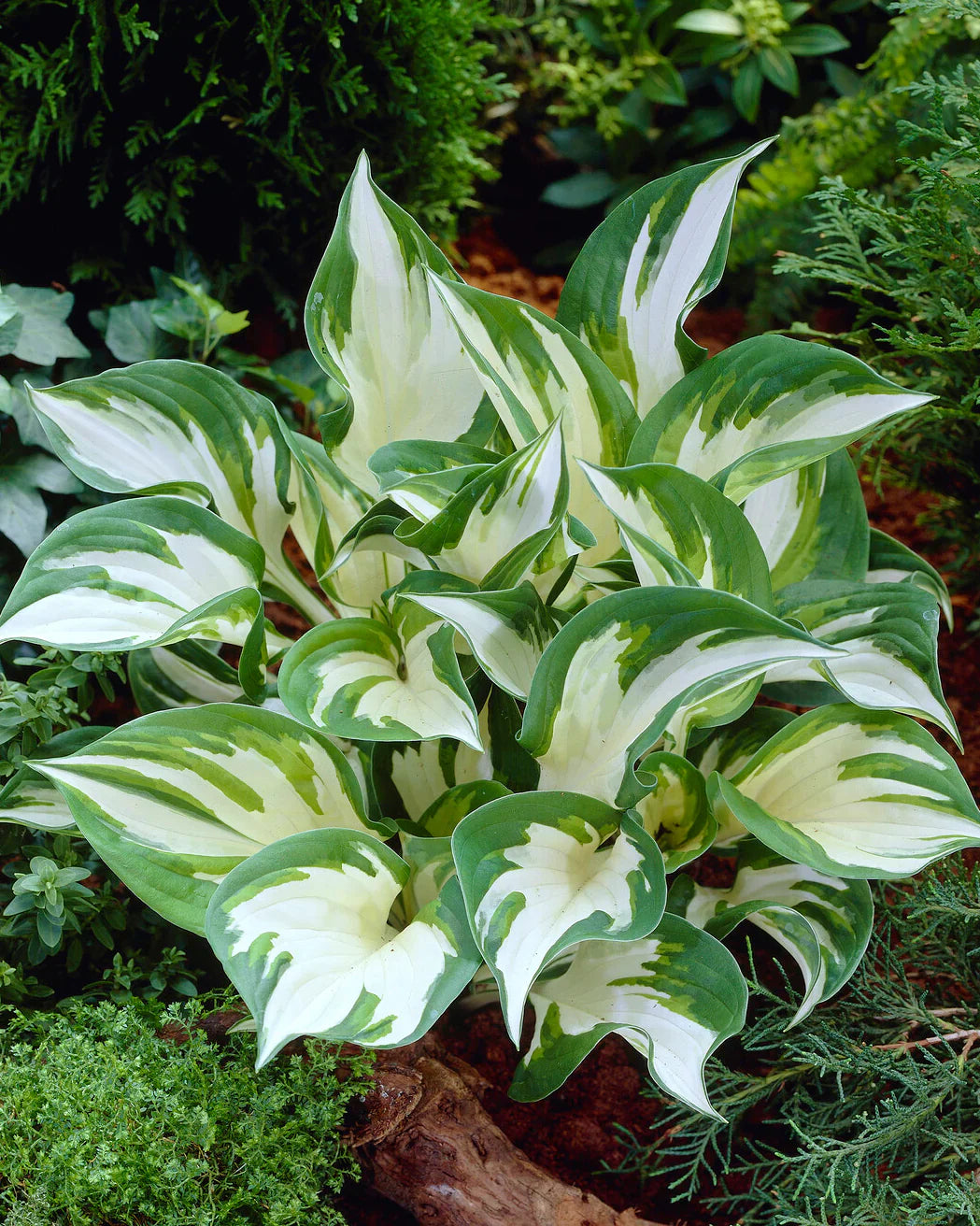 Hosta "Fire&Ice" , la ghiveci