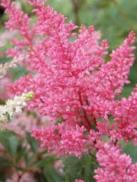 Bulbi de Astilbe "Pumila", Roz Deschis, 1 Bucata la ghiveci