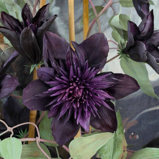 Clematis "Immoral Allure" la ghiveci, 1 bucata, 120 cm