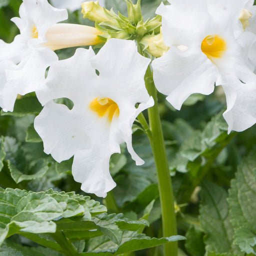 Gloxinia de Gradina "Snowtop 2 jarig" la ghiveci