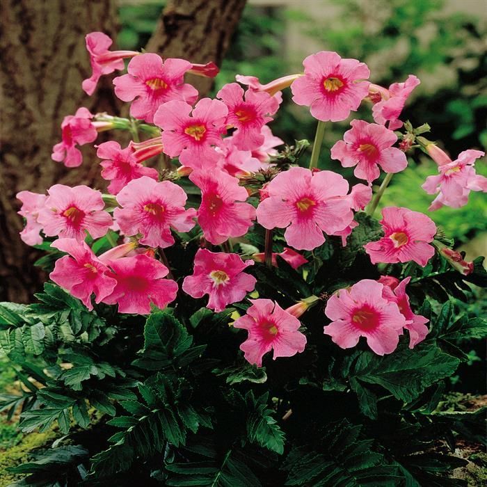 Gloxinia de Gradina "Incarvillea Delavayi 2 jarig", la ghiveci