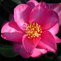 Camellia ''Kanjiro''