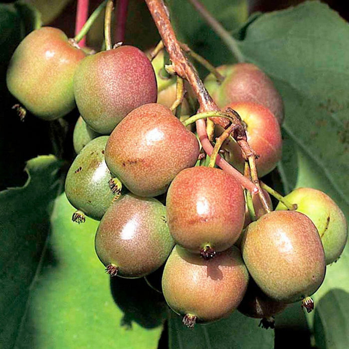 Kiwi  "Actinidia arguta Geneva", la ghiveci