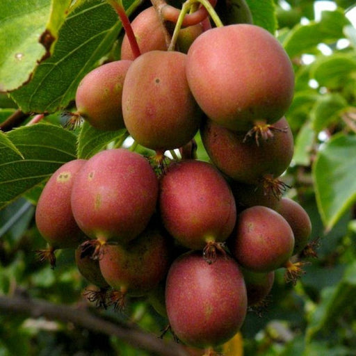 Kiwi  "Actinidia arguta Geneva", la ghiveci