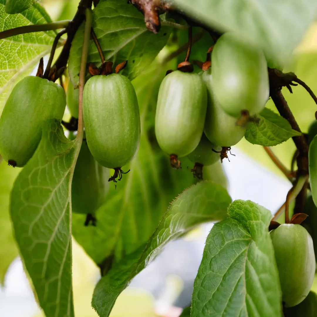 Kiwi ''Actinidia Kolomikta'', la ghiveci