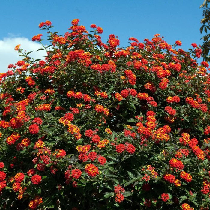 Lantana Portocalie