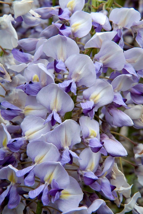 Glicina Wisteria ''Lawrence'', 80-100 cm