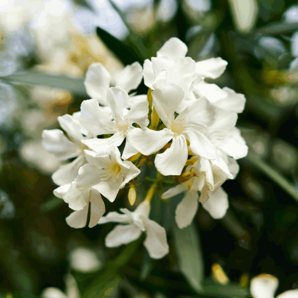 Цветущий олеандр белый (Nerium oleander alb), крупный план цветов на фоне листвы