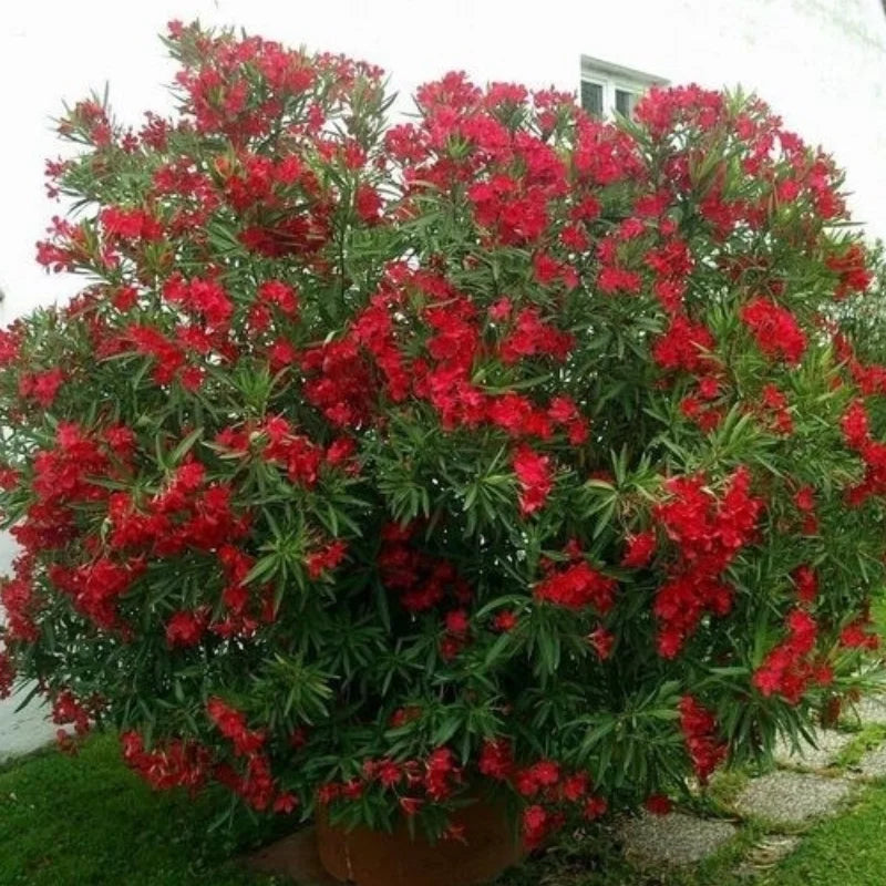 Leandru Roșu, Nerium Oleander