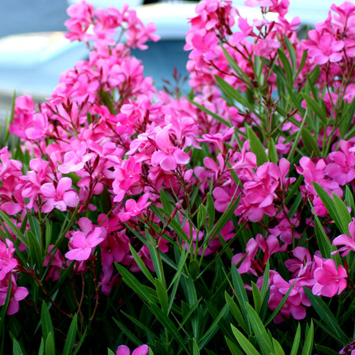 Leandru Roz, Nerium Oleander