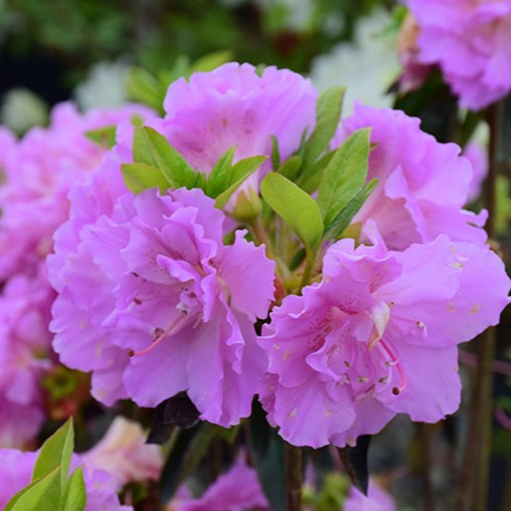 Azalea indica Elsie Lee, la ghiveci