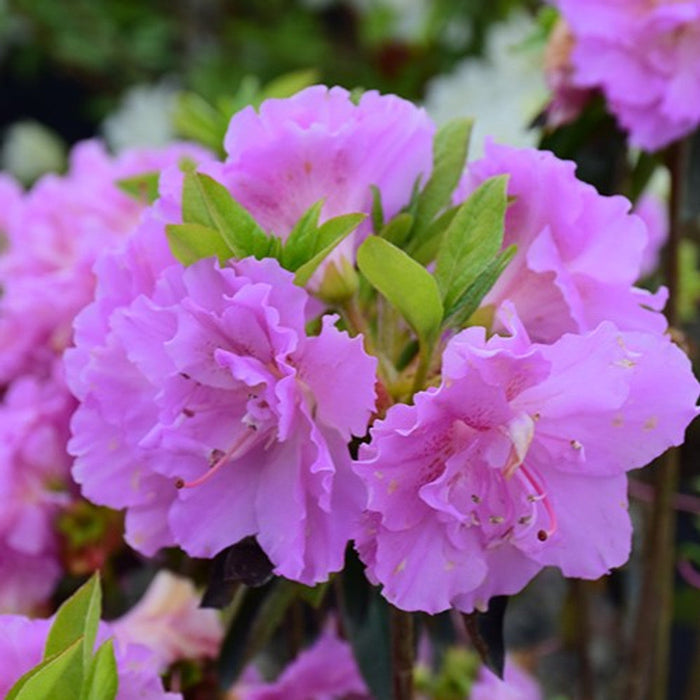 Azalea indica Elsie Lee, la ghiveci