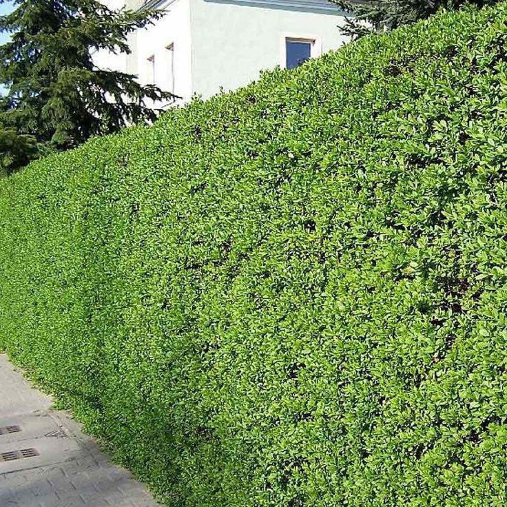 Lemn câinesc (Gard viu) ''Ligustrum vulgare'', la ghiveci P9