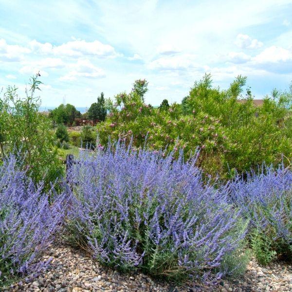 Кусты перовскии Little Spire с фиолетовыми цветами в саду, декоративные растения на участке